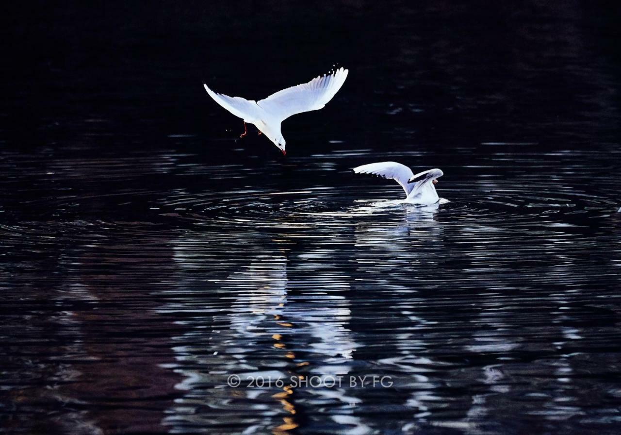 Gite bord de Marne Paris Bry-sur-Marne Eksteriør bilde